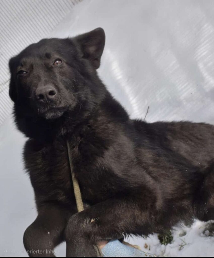 Aron ist ca. 3 jähre alt, etwa 50 cm gross und ein ganz besonderer Schatz. Er ist ein sehr lieber, freundlicher Hund , der sich nicht sehnlicher wünscht als ein eigenes Zuhause mit Menschen, die ihm Zeit und Lieben schenken. Aron ist Kastriert, geimpft und gechippt. Er ist nicht verträglich mit Katzen Bitte gebt auch ihm eine Chance auch wen er Schwartz ist Er hat so viel Liebe zu geben und wartet nur drauf, endlich ankommen zu dürfen